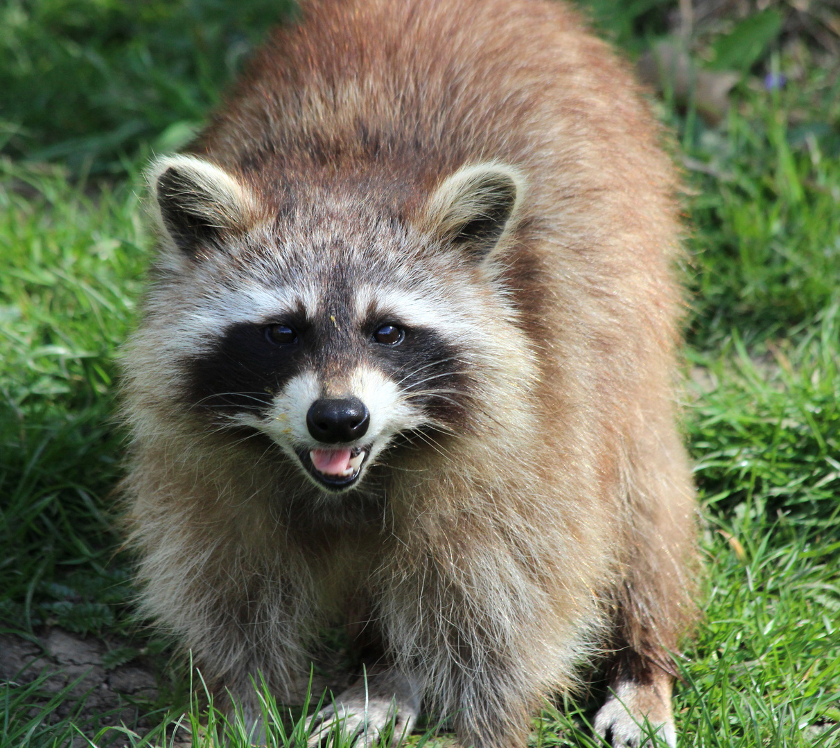 Aug`in Aug`mit dem Waschbär