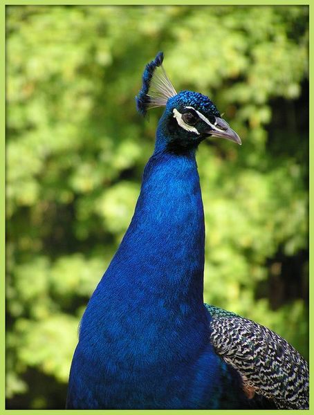 Augsburger Pfau