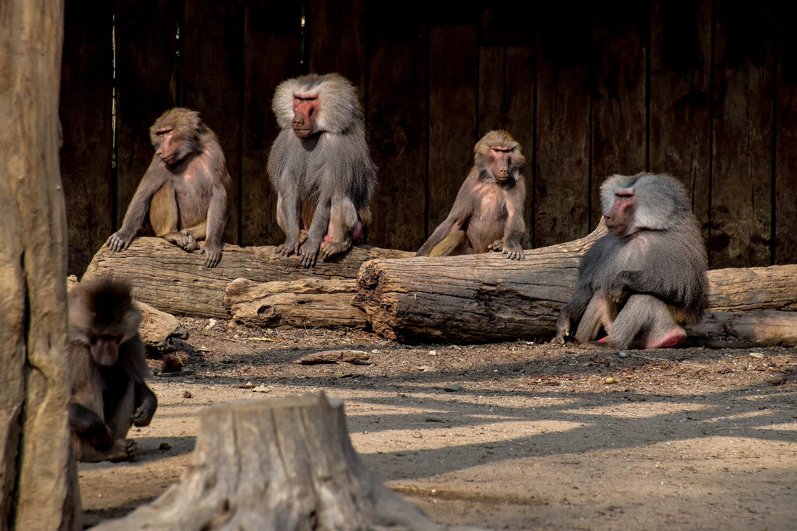 Augsburger Zoo (4)