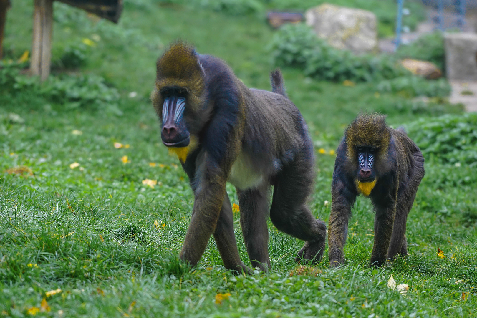 Augsburger Zoo (5)