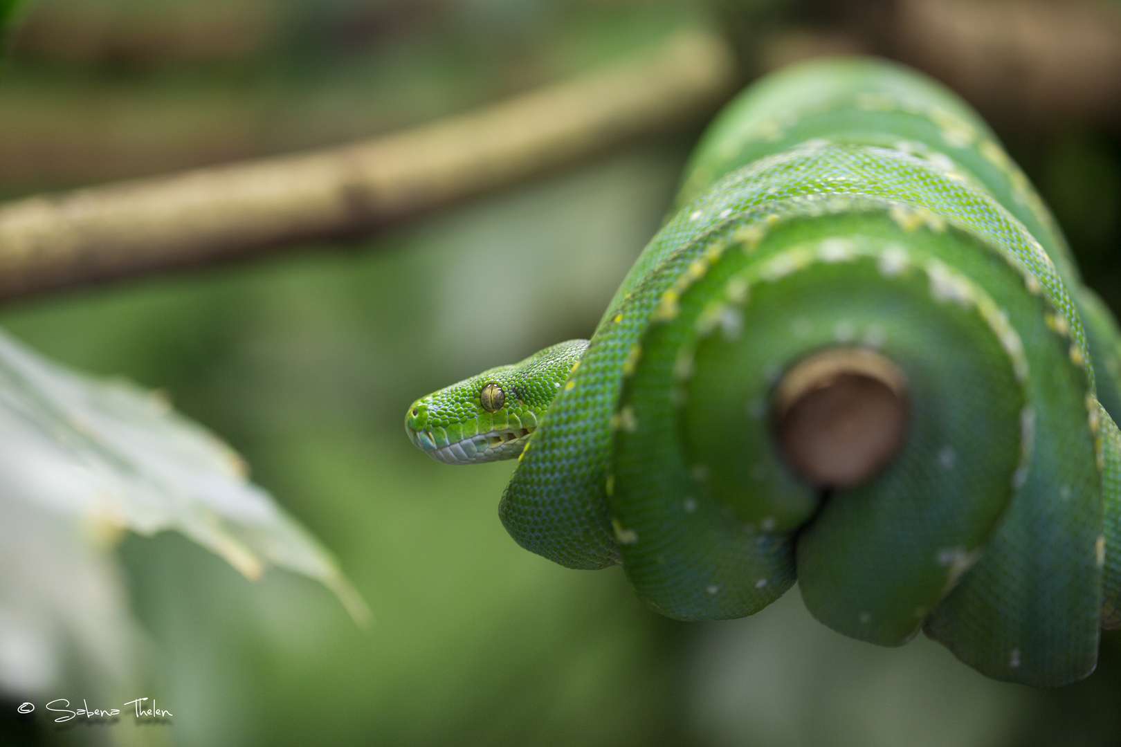 Augsburger Zoo - Amphibien/Reptilien #5