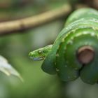 Augsburger Zoo - Amphibien/Reptilien #5