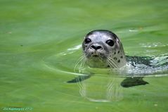 Augsburger Zoo Einzelbild 2