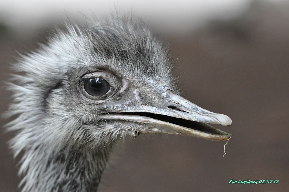 Augsburger Zoo Einzelbild 3