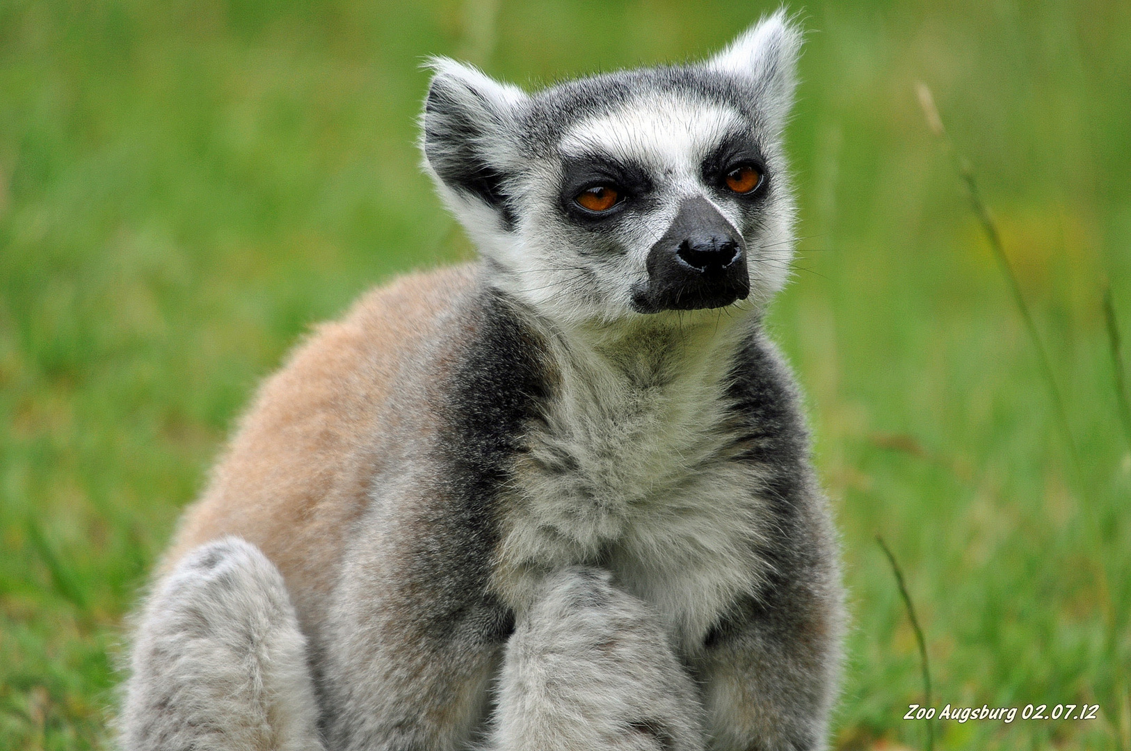 Augsburger Zoo Einzelbild 5