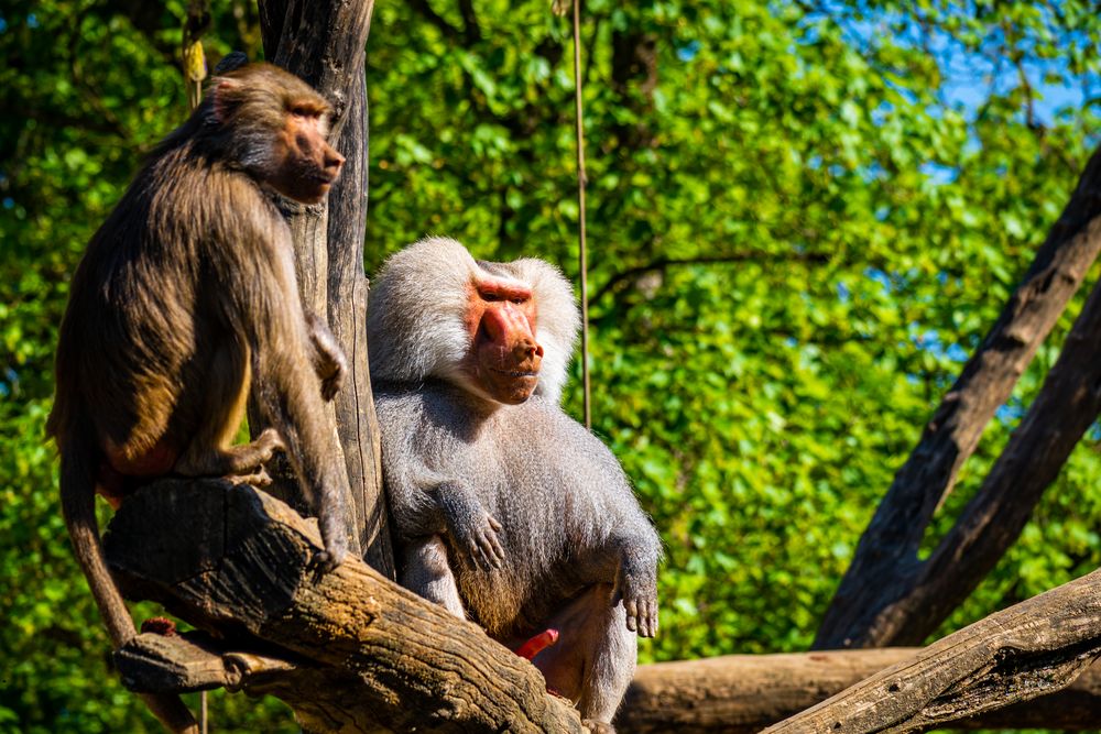 Augsburger Zoo