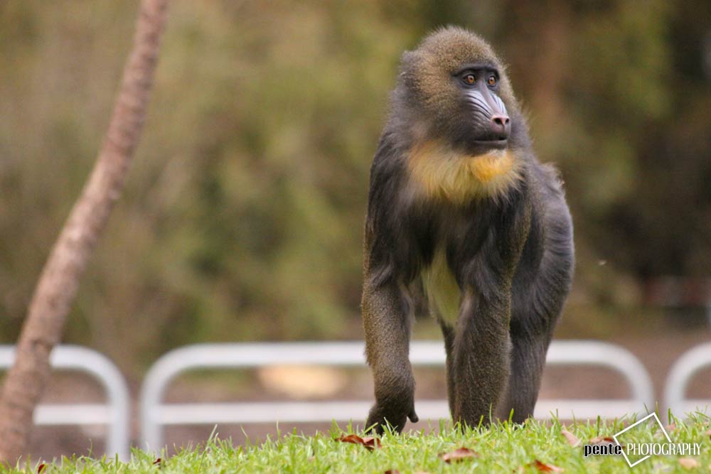 Augsburger Zoo III