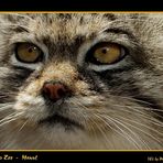 Augsburger Zoo - Manul