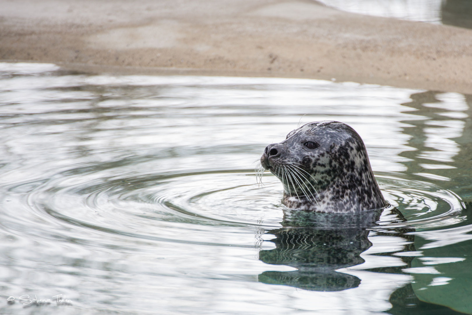 Augsburger Zoo - Robbe #9