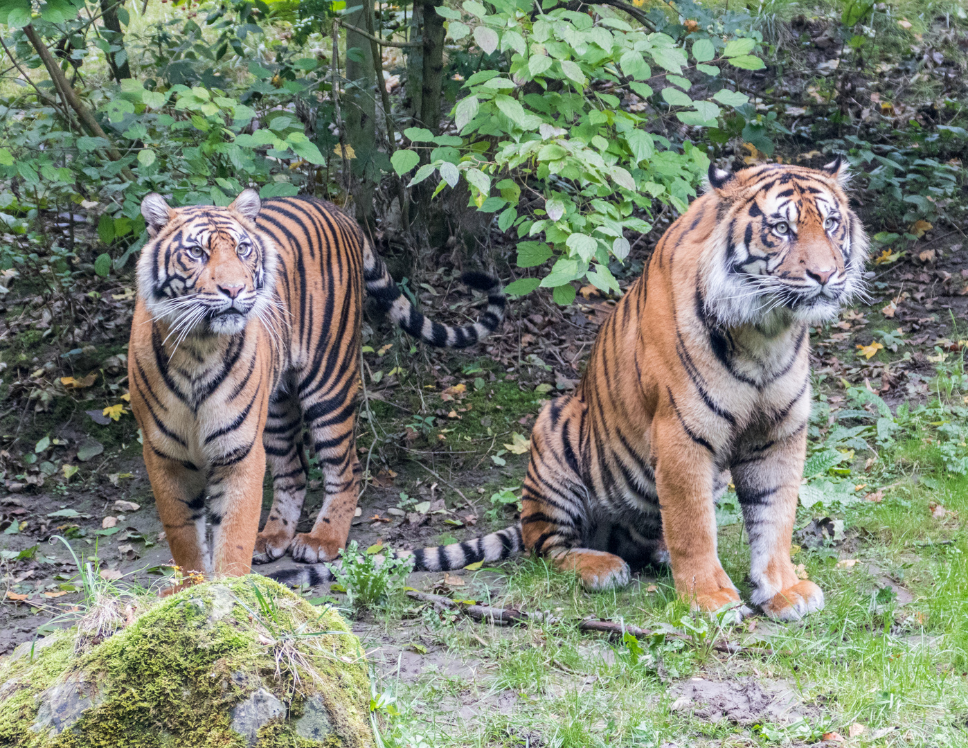 Augsburger Zoo019161010