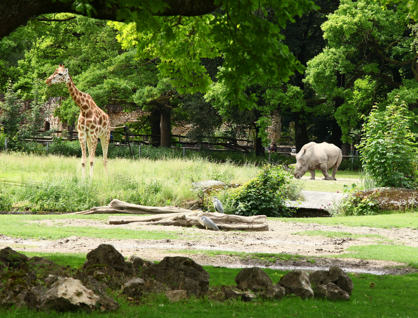 Augsburger Zoo...Savanne