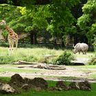 Augsburger Zoo...Savanne