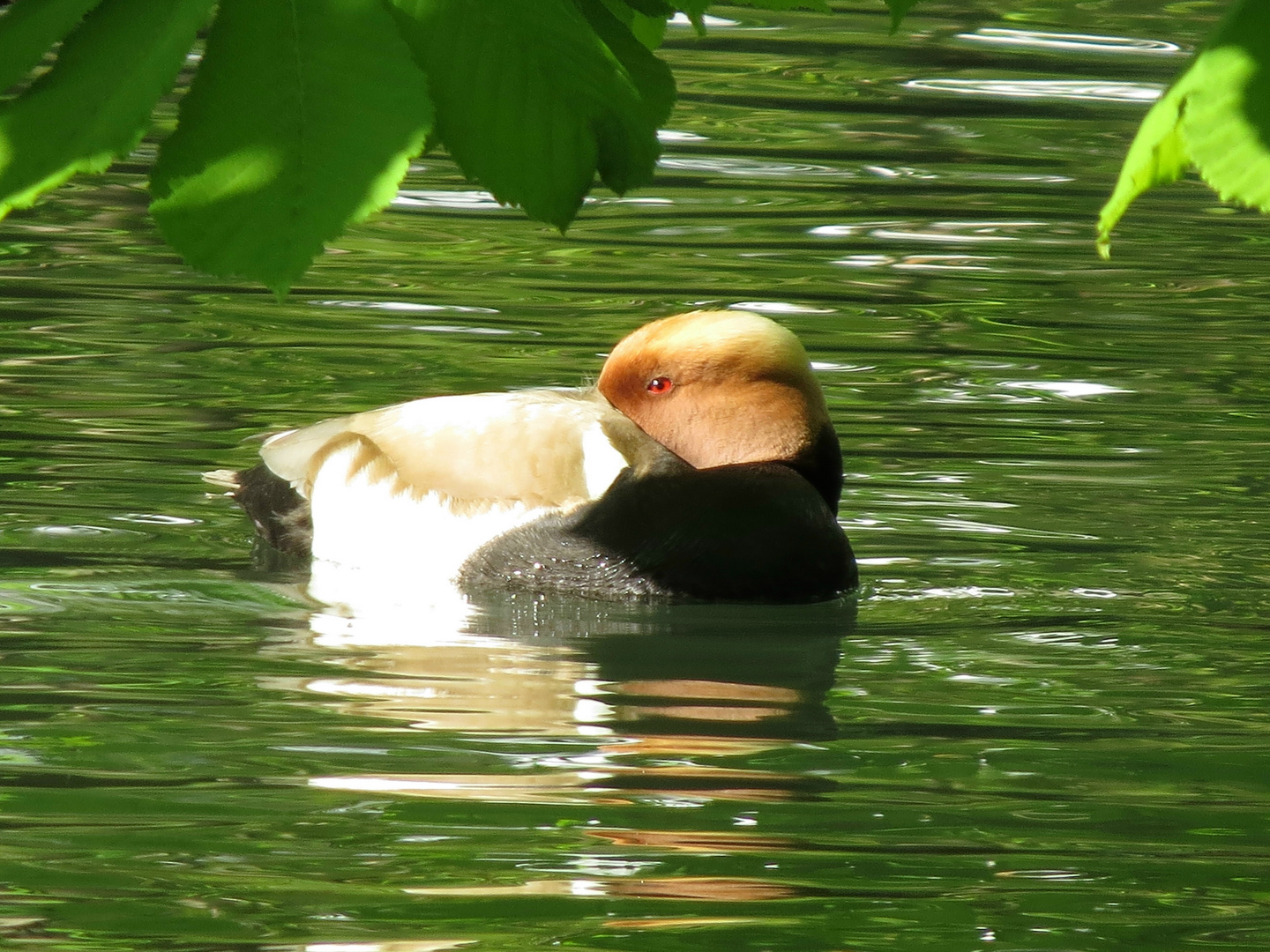 Augsburg_Kahnfahrt_Ente1