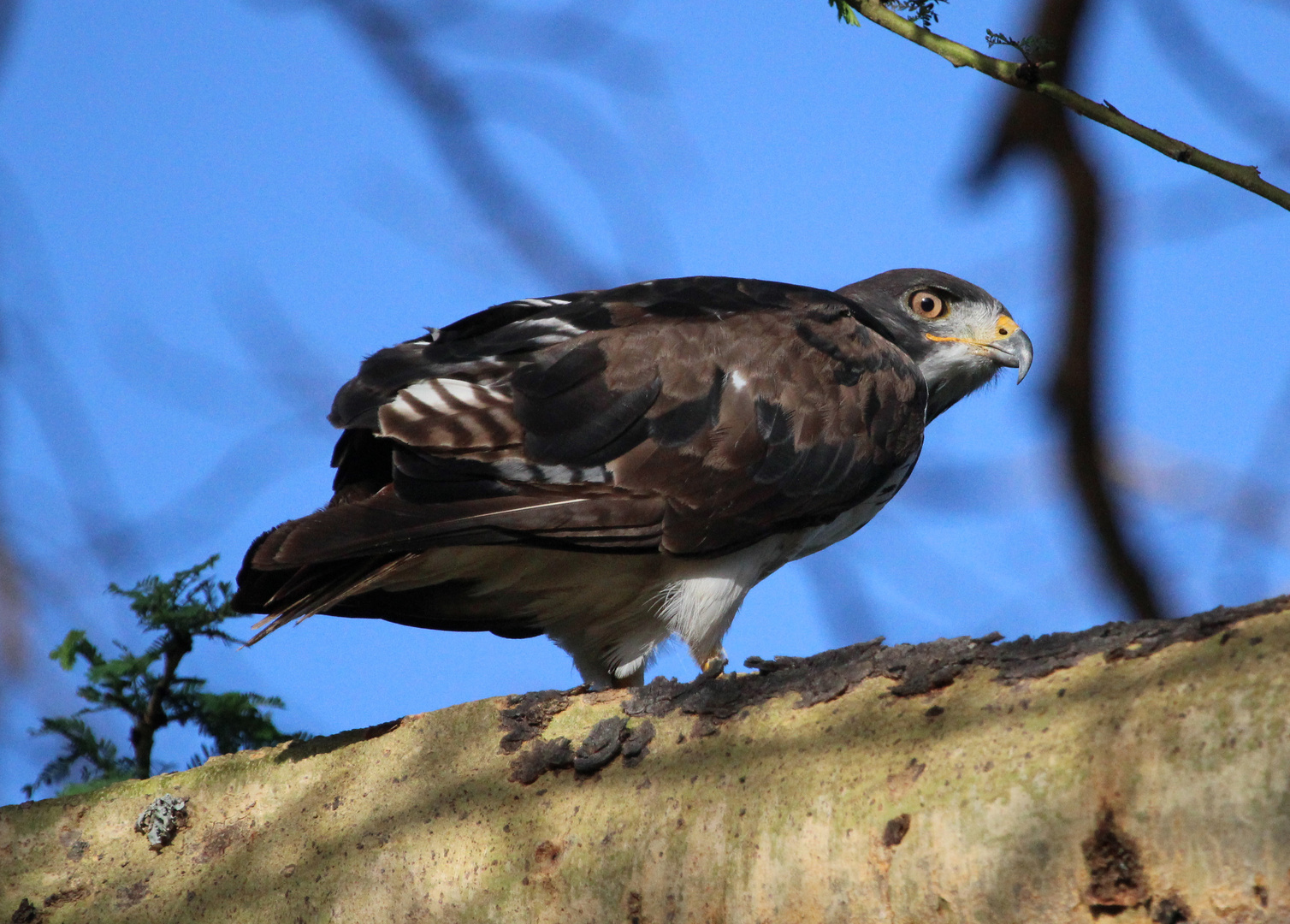 Augur Buzzard