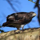 Augur Buzzard