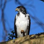 Augur Buzzard - front view