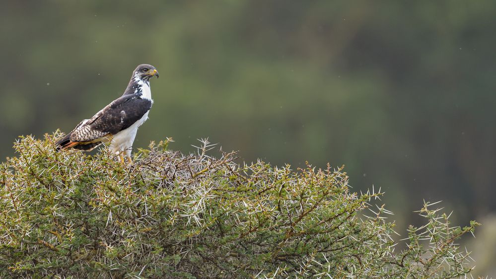 Augurbussard