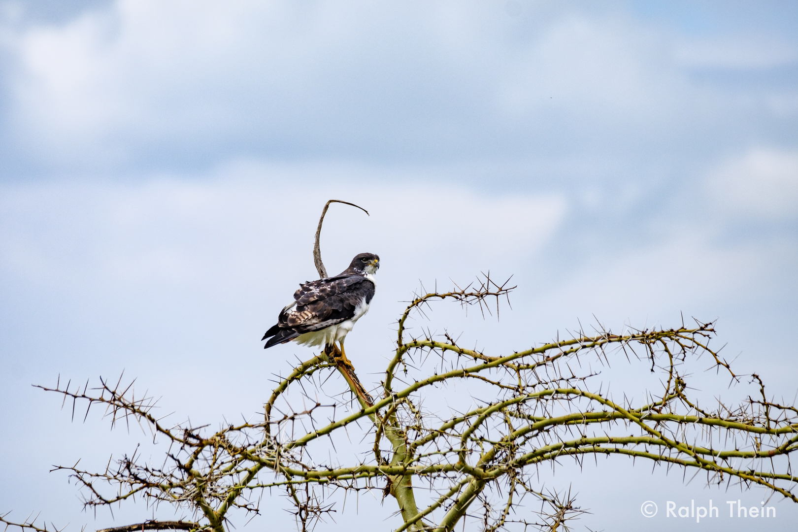 Augurbussard