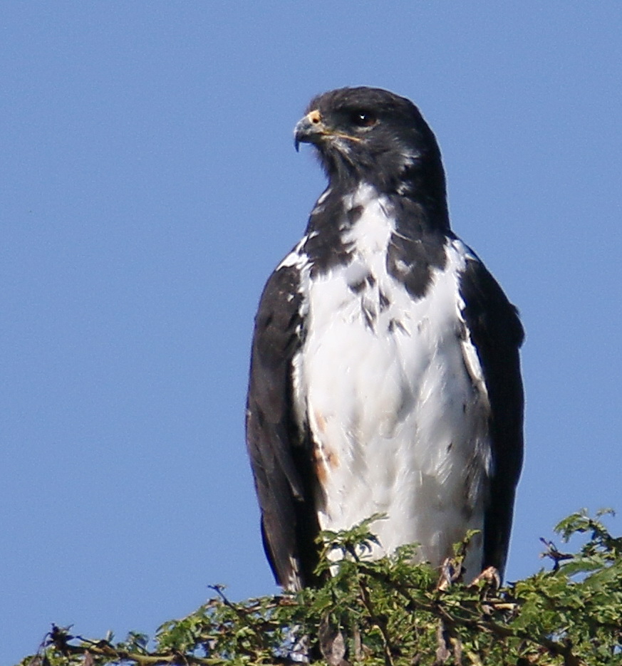 Augurbussard