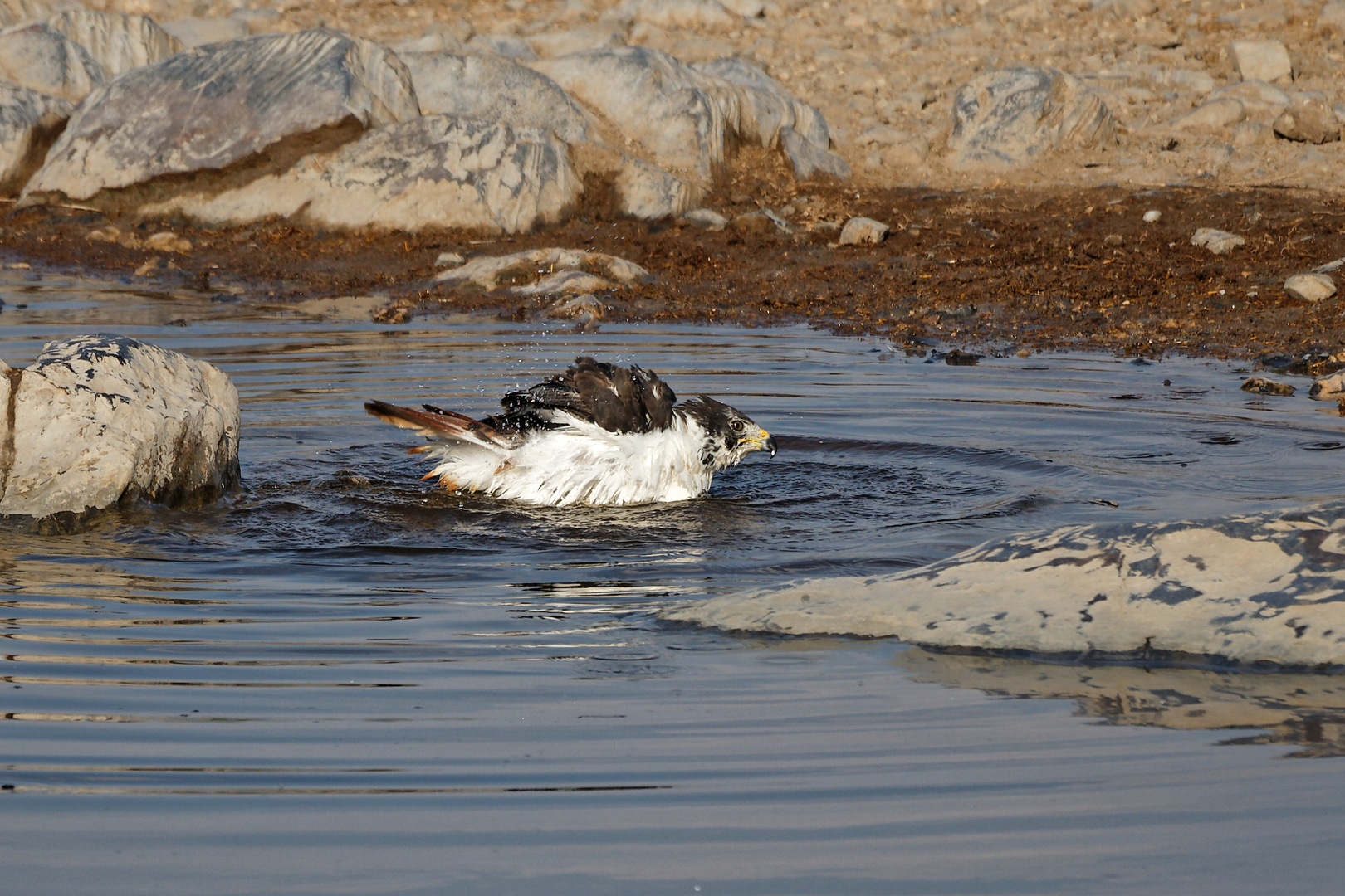 Augurbussard beim Bad