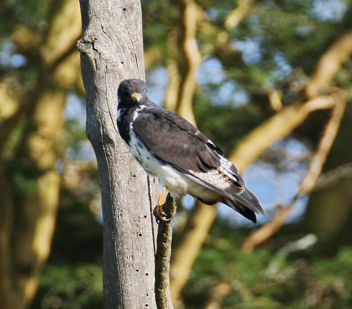 Augurbussard - Buteo augur