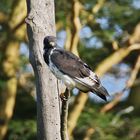 Augurbussard - Buteo augur