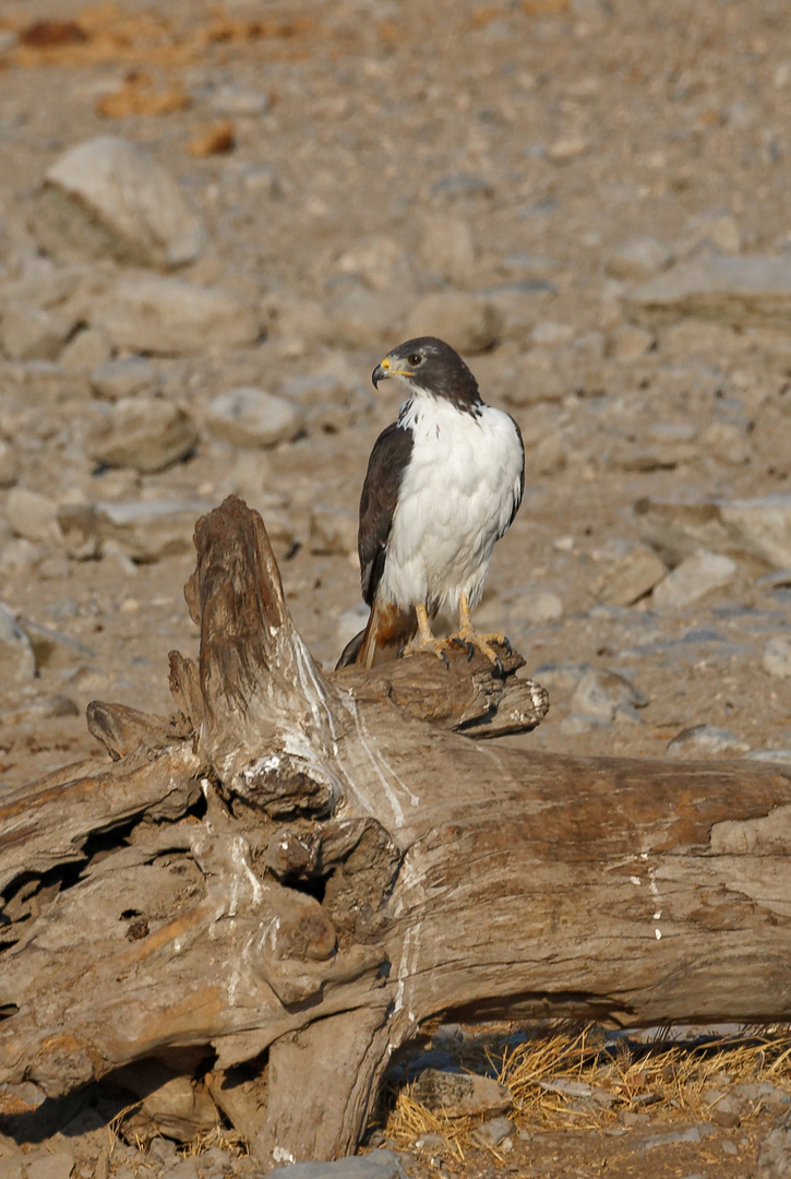 Augurbussard