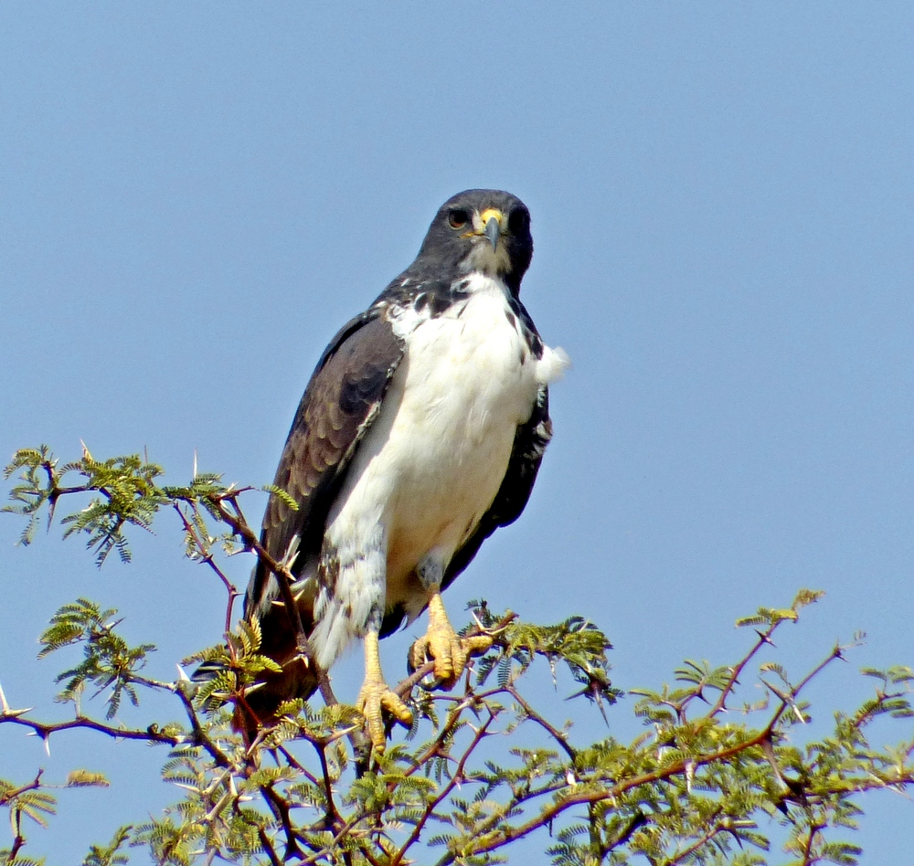 Augurbussard