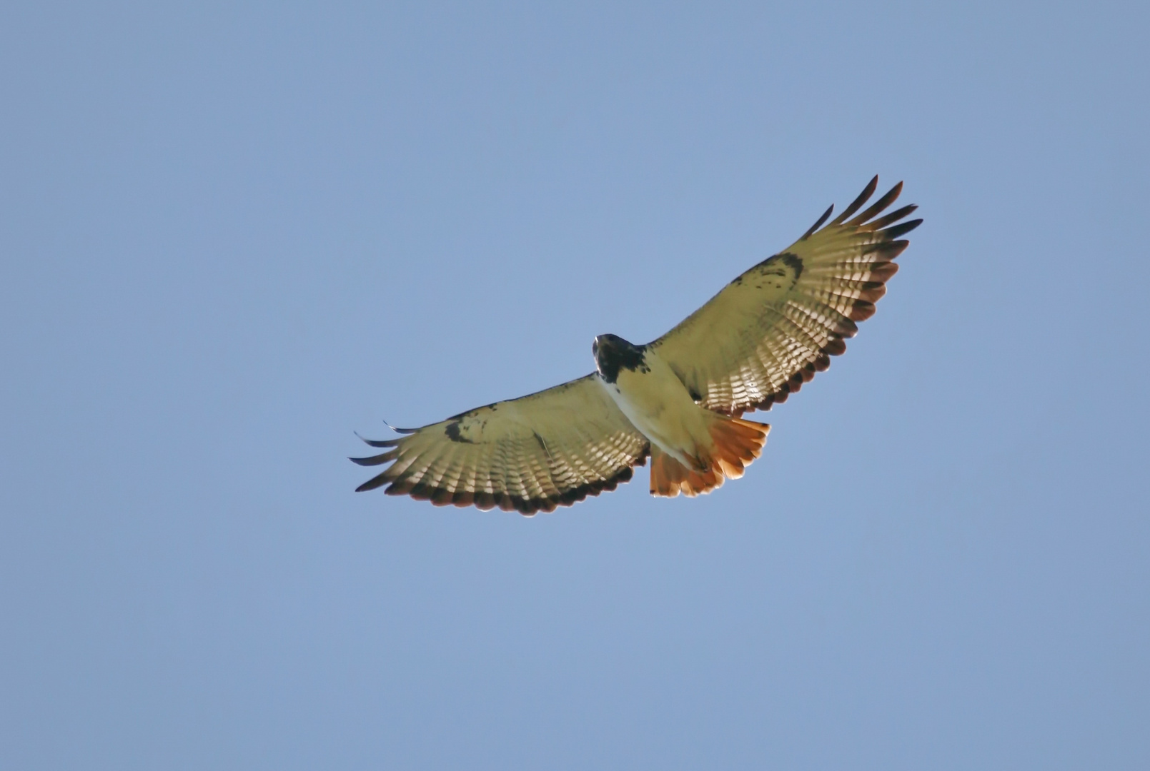 Augurbussard im Flug