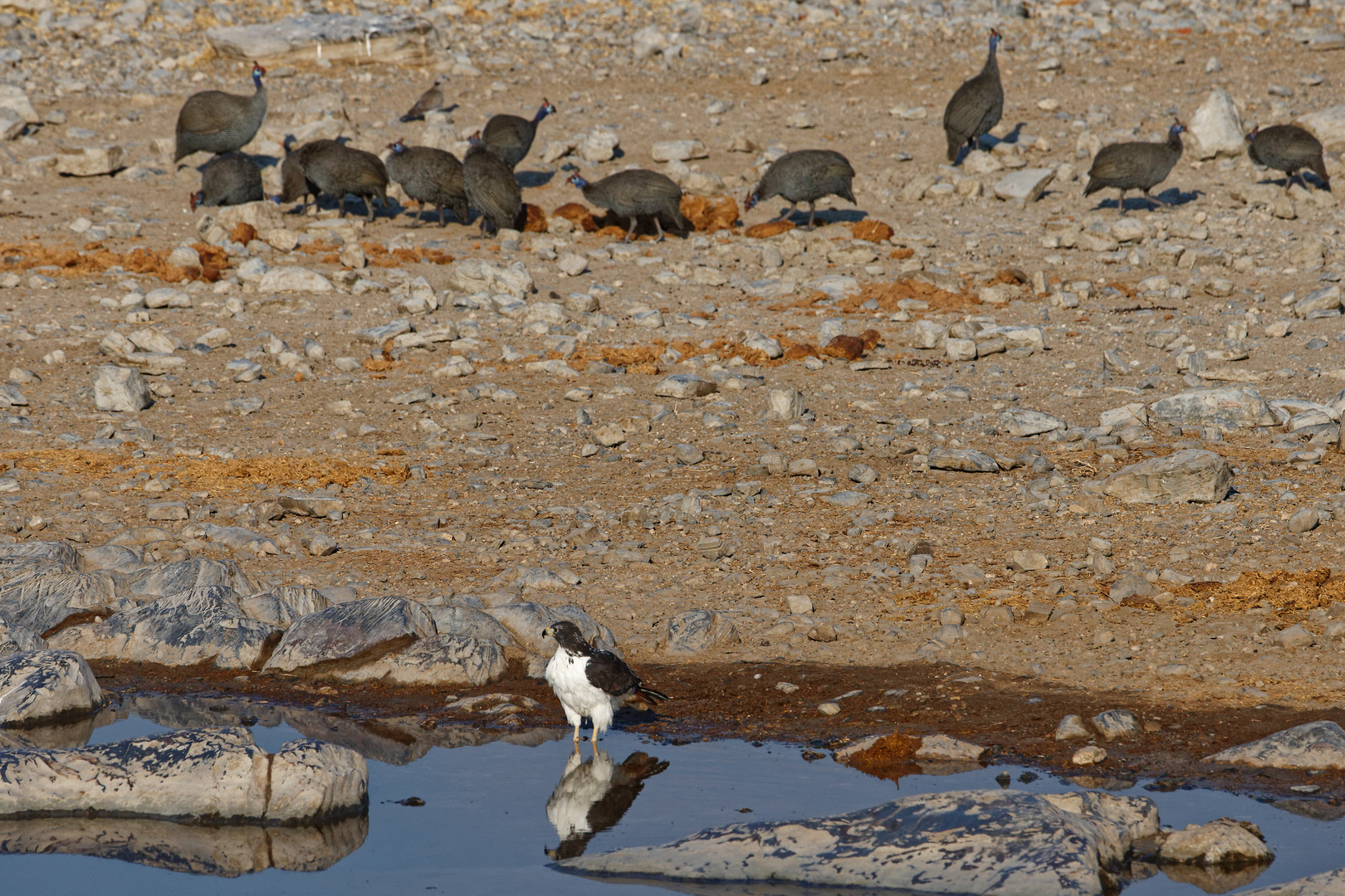 Augurbussard und Perlhühner