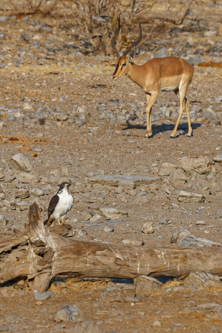 Augurbussard und Schwarznasenimpala