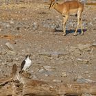 Augurbussard und Schwarznasenimpala