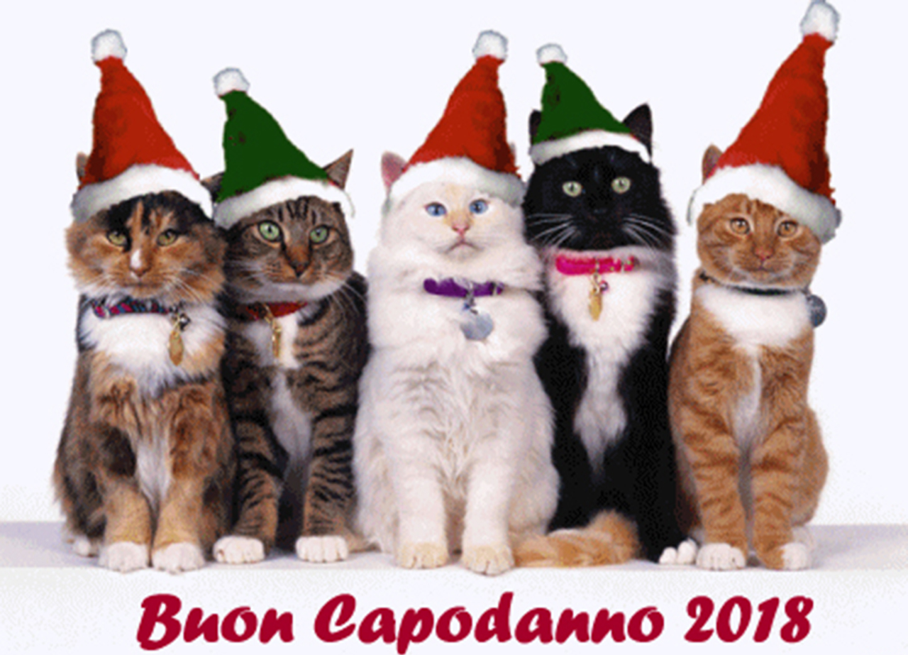 Auguri a tutti i gattofili 