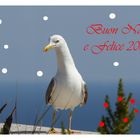 Auguri di Buon Natale e Felice 2008!!!