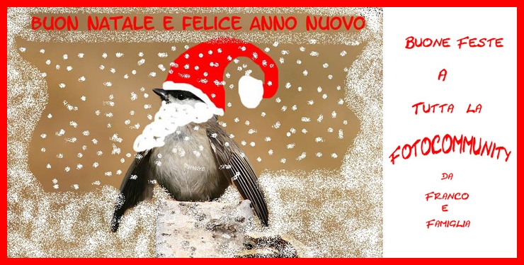 Auguri di Buone Feste