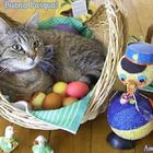 Auguri di una serena Pasqua 2021a tutti i Gattofili di fotocommunity