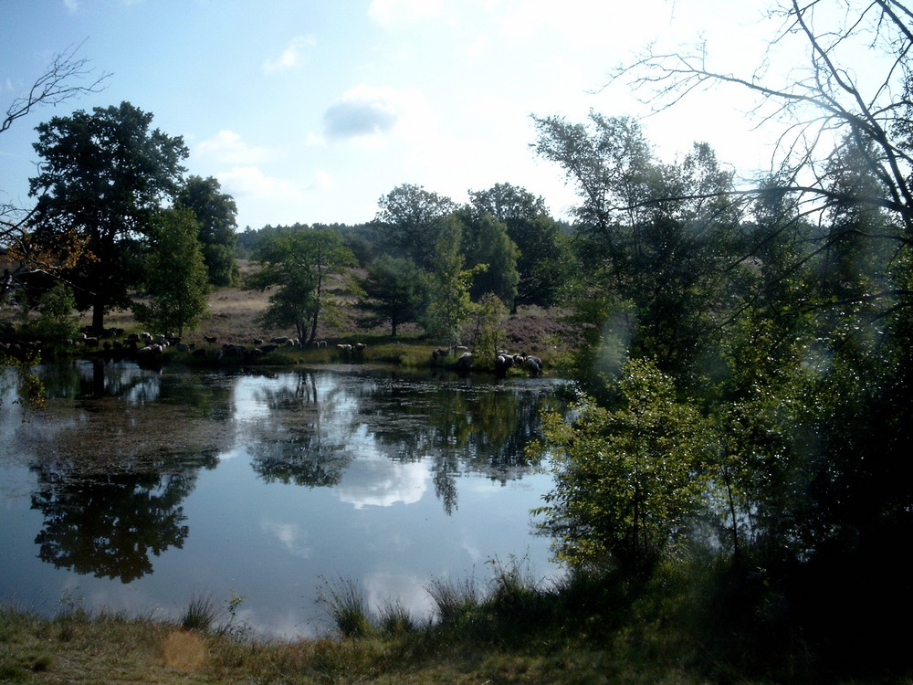 August 2007 - Schierhorner Heide