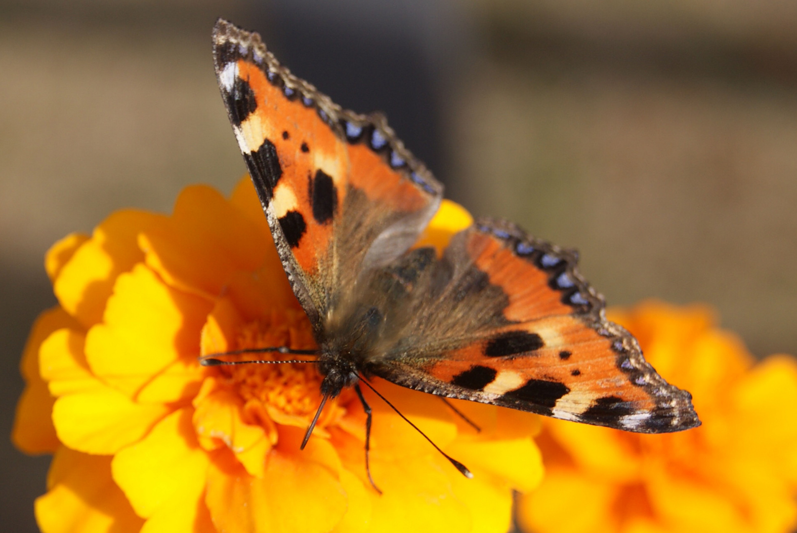 August 2013 Schmetterling auf oranger Blüte