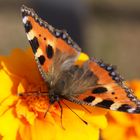 August 2013 Schmetterling auf oranger Blüte