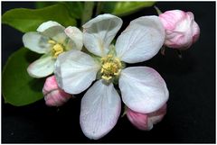 August-Apfel-Blüte