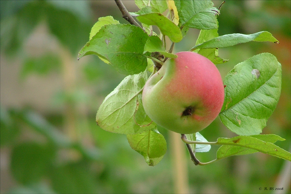 August-Apfel