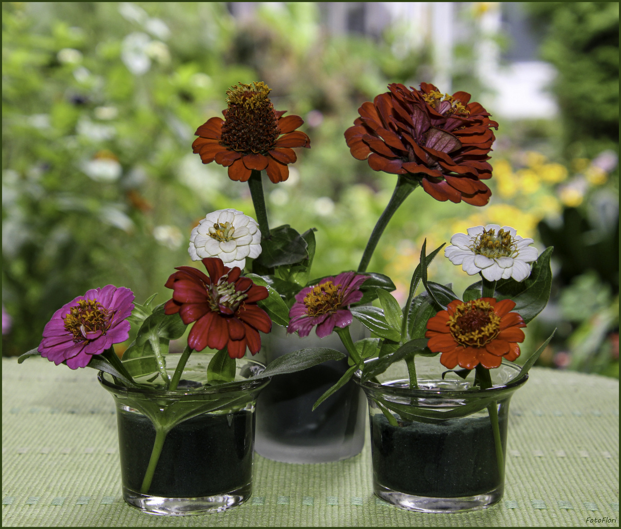 August  - Die Zinnien blühen