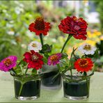 August  - Die Zinnien blühen