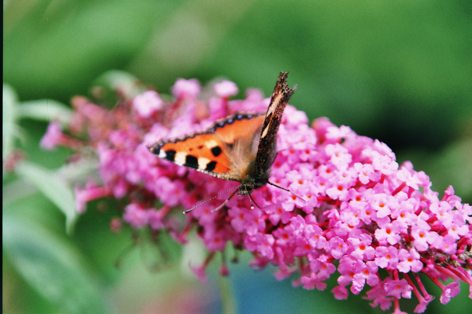 August im Garten