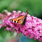 August im Garten