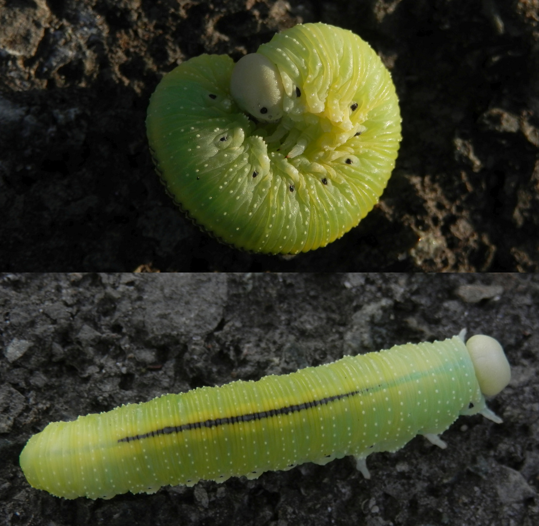 August im Sauerland - Raupe von Cimbex connatus oder Cimbex femoratus ???