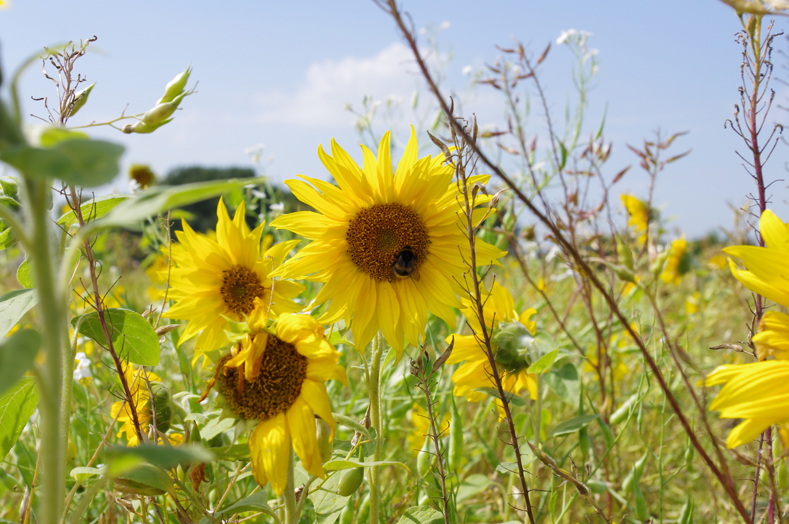 August in Niedersachsen