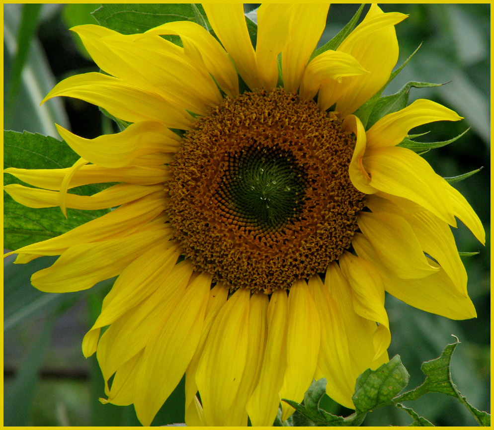 AugustKalenderbild Foto & Bild pflanzen, pilze & flechten, blüten