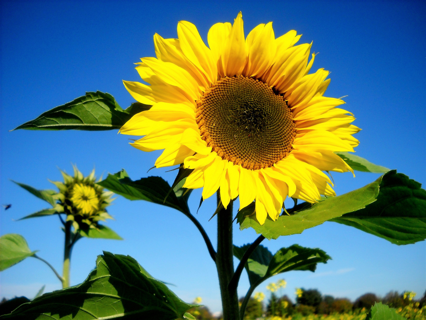 August ohne Sonnenblumen...