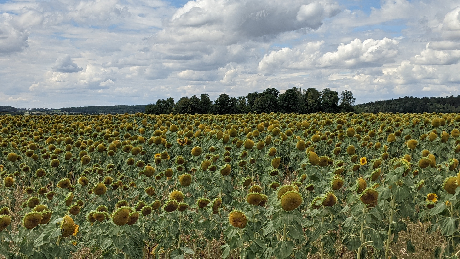 August Sonnenblumen 